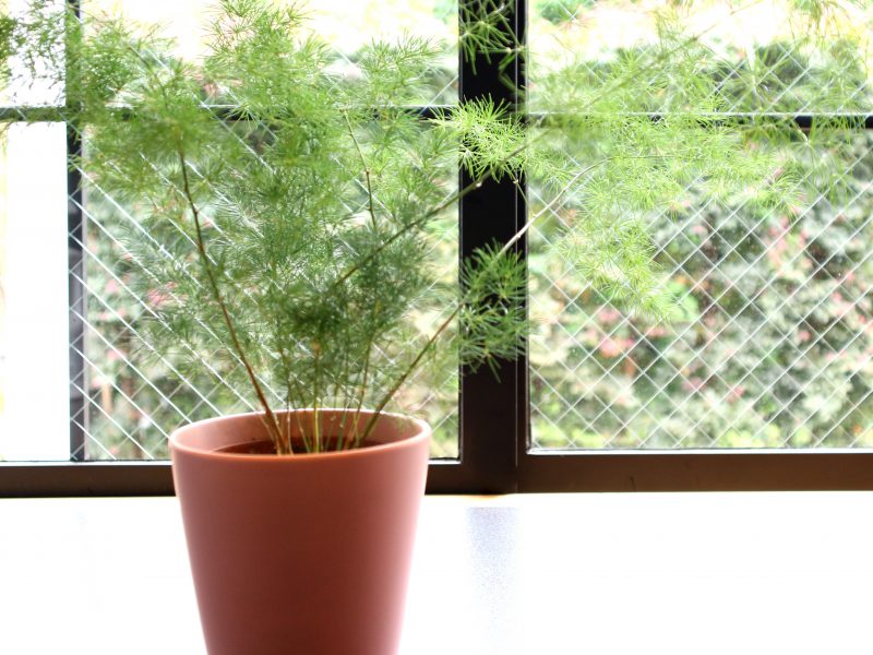 お部屋におしゃれに飾って育てたい おすすめ観葉植物５選 Nextweekend